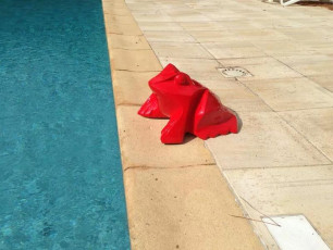 grenouille rouge